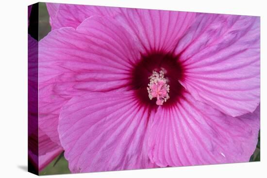 Pink Hibiscus, Usa-Lisa S. Engelbrecht-Premier Image Canvas