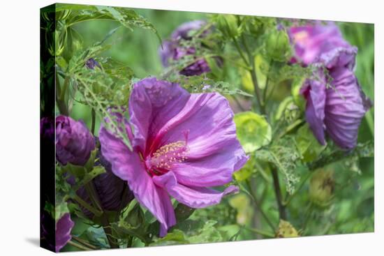 Pink Hibiscus, Usa-Lisa S. Engelbrecht-Premier Image Canvas