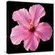 Pink Hibiscus-Christine Zalewski-Stretched Canvas
