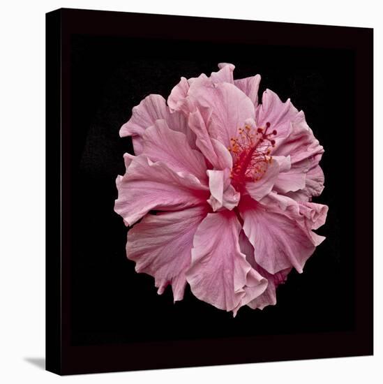Pink Hibiscus-Lee Peterson-Premier Image Canvas