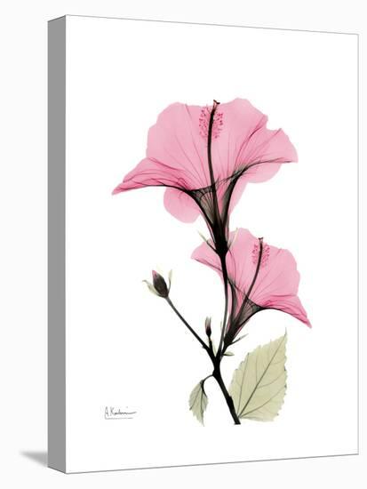 Pink Hibiscus-Albert Koetsier-Stretched Canvas