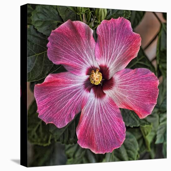 Pink Hibiscus-Lori Hutchison-Stretched Canvas