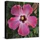 Pink Hibiscus-Lori Hutchison-Stretched Canvas