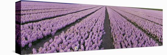 Pink Hyacinth Flower Field in Lisse, Holland-Anna Miller-Premier Image Canvas