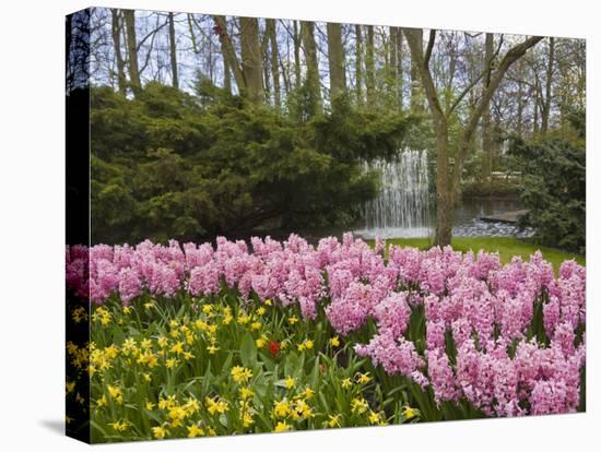 Pink Hyacinths and Daffodils, Keukenhof, Park and Gardens Near Amsterdam, Netherlands, Europe-Amanda Hall-Premier Image Canvas