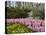 Pink Hyacinths and Daffodils, Keukenhof, Park and Gardens Near Amsterdam, Netherlands, Europe-Amanda Hall-Premier Image Canvas