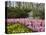 Pink Hyacinths and Daffodils, Keukenhof, Park and Gardens Near Amsterdam, Netherlands, Europe-Amanda Hall-Premier Image Canvas