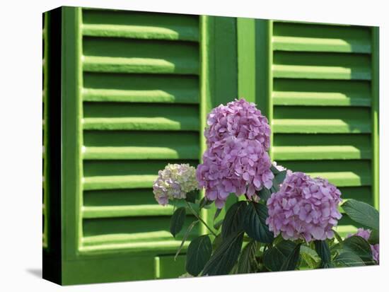 Pink Hydrangea Flowers in Front of Green Shutters of the Villa Durazzo, Liguria, Italy-Ruth Tomlinson-Premier Image Canvas