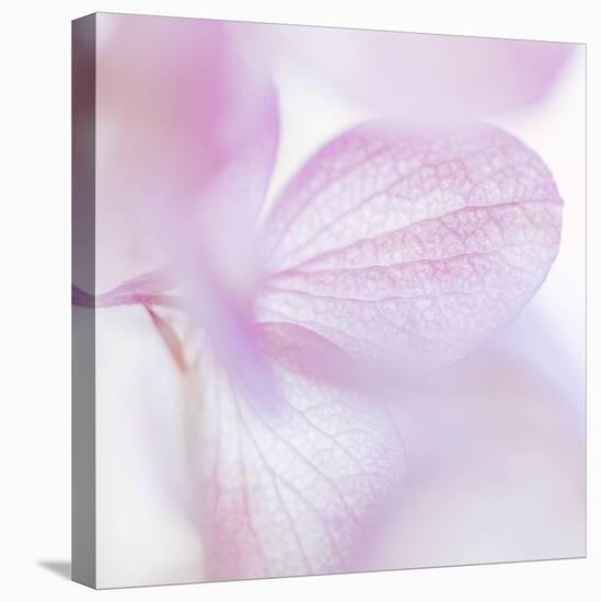 Pink Hydrangea I-Kathy Mahan-Premier Image Canvas