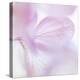 Pink Hydrangea I-Kathy Mahan-Premier Image Canvas
