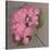 Pink Hydrangea-Erin Clark-Stretched Canvas
