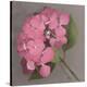 Pink Hydrangea-Erin Clark-Stretched Canvas