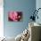 Pink Hydrangeas I-Rita Crane-Premier Image Canvas displayed on a wall