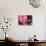 Pink Hydrangeas I-Rita Crane-Premier Image Canvas displayed on a wall