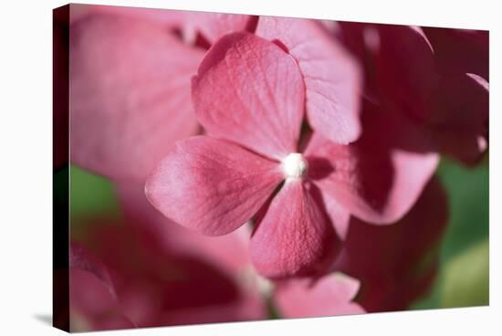 Pink Hydrangeas I-Rita Crane-Premier Image Canvas