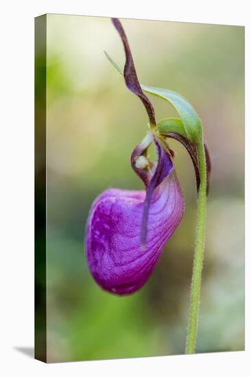 Pink Lady's Slipper in a Forest in Epping, New Hampshire-Jerry and Marcy Monkman-Premier Image Canvas