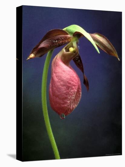 Pink Lady Slipper, St. Clair Nature Preserve, Michigan, USA-Claudia Adams-Premier Image Canvas