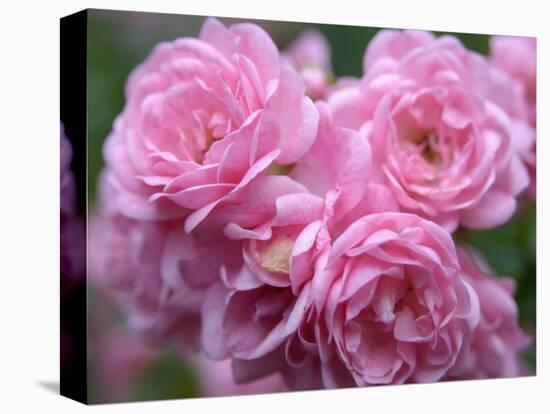 Pink Landscape Roses, Jackson, New Hampshire, USA-Lisa S^ Engelbrecht-Premier Image Canvas