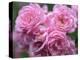 Pink Landscape Roses, Jackson, New Hampshire, USA-Lisa S^ Engelbrecht-Premier Image Canvas