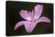 Pink Lily II-Rita Crane-Premier Image Canvas