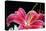 Pink Lily-Tammy Putman-Premier Image Canvas