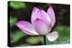 Pink Lotus Blooming and Close-Up Lotus Pond Temple of the Sun, Beijing, China-William Perry-Premier Image Canvas