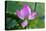 Pink Lotus Blooming Lily Pads Close-Up Lotus Pond Temple of the Sun, Beijing, China-William Perry-Premier Image Canvas