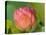 Pink Lotus Blossom, Kenilworth Aquatic Gardens, Washington DC, USA-Corey Hilz-Premier Image Canvas