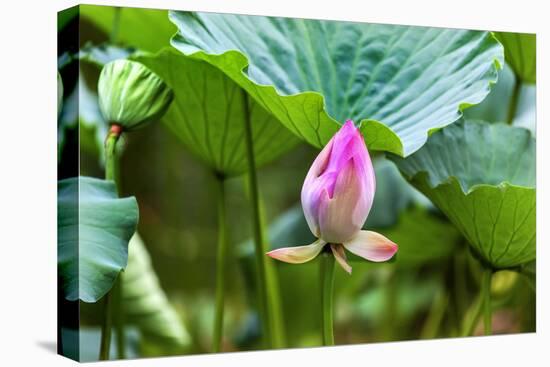 Pink Lotus Bud Lily Pads Close-Up Lotus Pond Temple of the Sun, Beijing, China-William Perry-Premier Image Canvas
