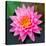 Pink Lotus Flower in Pond-null-Stretched Canvas