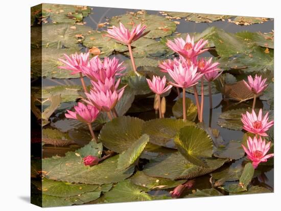 Pink Lotus Flower in the Morning Light, Thailand-Gavriel Jecan-Premier Image Canvas