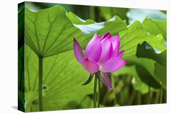 Pink Lotus Flower Lily Pads Close-Up Lotus Pond Summer Palace, Beijing, China-William Perry-Premier Image Canvas