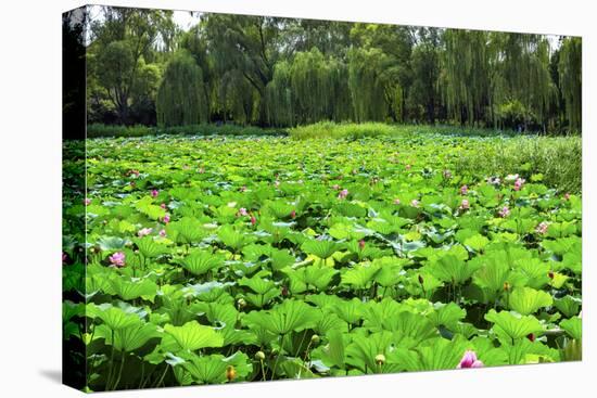 Pink Lotus Pads Garden Summer Palace, Beijing, China-William Perry-Premier Image Canvas