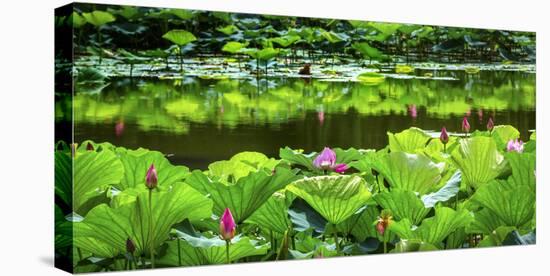 Pink Lotus Pond Garden Lily Pads Summer Palace, Beijing, China-William Perry-Premier Image Canvas