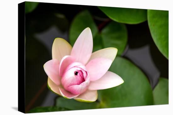 Pink Lotus-voraorn-Premier Image Canvas