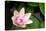 Pink Lotus-voraorn-Premier Image Canvas