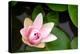 Pink Lotus-voraorn-Premier Image Canvas