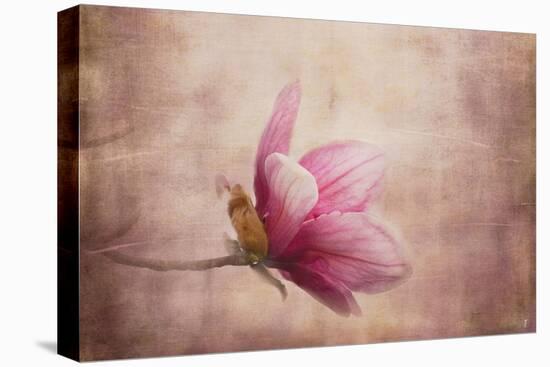 Pink Magnolia 1-Jai Johnson-Premier Image Canvas