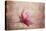 Pink Magnolia 1-Jai Johnson-Premier Image Canvas