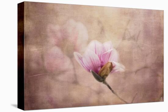 Pink Magnolia 2-Jai Johnson-Premier Image Canvas