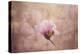 Pink Magnolia 2-Jai Johnson-Premier Image Canvas