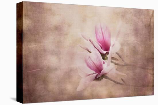 Pink Magnolia 3-Jai Johnson-Premier Image Canvas