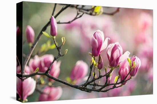 Pink Magnolia Flower in Garden-kenny001-Premier Image Canvas