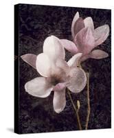 Pink Magnolias I-John Seba-Stretched Canvas