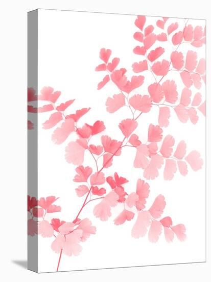 Pink Maidenhair-Lexie Greer-Premier Image Canvas