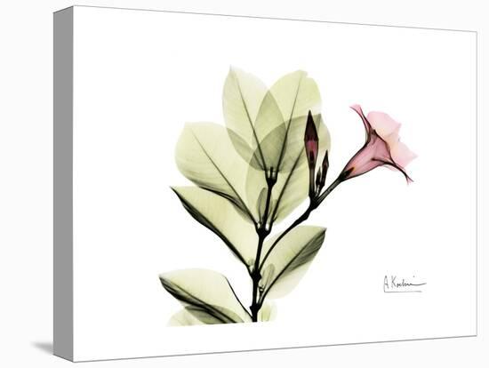 Pink Mandelilla-Albert Koetsier-Stretched Canvas