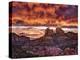 Pink Morning Glory IV-David Drost-Premier Image Canvas