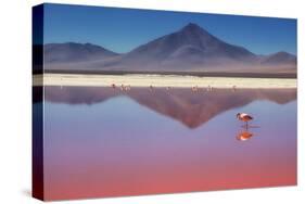 Pink Morning-Margarita Chernilova-Premier Image Canvas