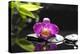 Pink Orchid and Stones with Bamboo Green Leaf-crystalfoto-Premier Image Canvas