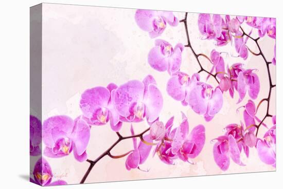 Pink Orchid I-null-Stretched Canvas